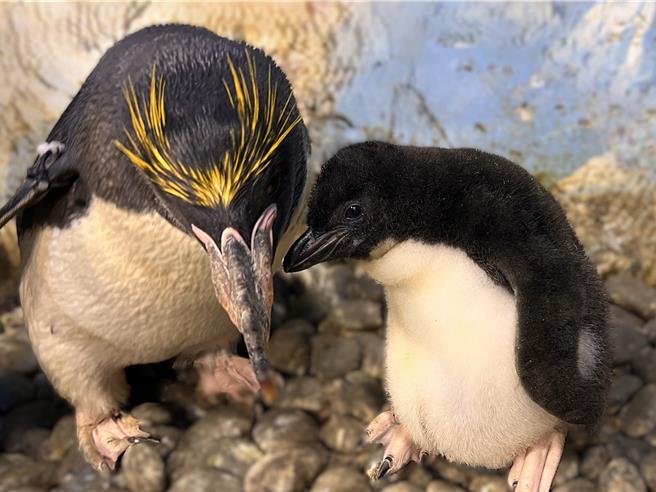 小山陀（右）和爸爸互动，相当可爱。（海生馆提供／罗琦文屏东传真）