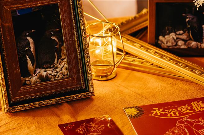 企鹅婚礼现场放上企鹅新人的写真照片。（海生馆提供／罗琦文屏东传真）