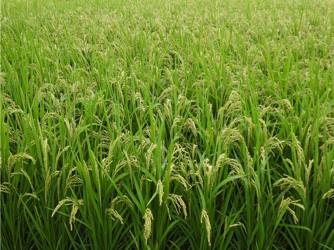 強颱康芮來襲，花蓮吉安鄉二期稻作卻因還未黃熟無法搶收。（羅亦晽攝）