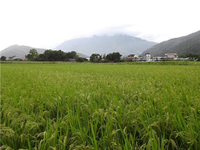強颱康芮來襲，花蓮吉安鄉二期稻作卻因還未黃熟無法搶收。（羅亦晽攝）