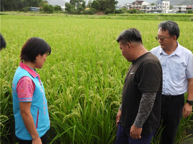強颱康芮來襲，花蓮吉安鄉二期稻作卻因還未黃熟無法搶收，農友（中）無奈看著心血感嘆自己現在只能聽天由命，求老天將傷害減到最低。（羅亦晽攝）