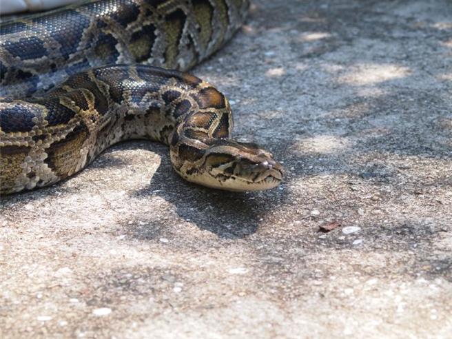 金門中蘭地區野外一處雞舍28日午間闖入一條緬甸巨蟒企圖「偷雞」，嚇得趕緊通報119請捕蛇人員前來逮走。(圖／金門野保協會提供)