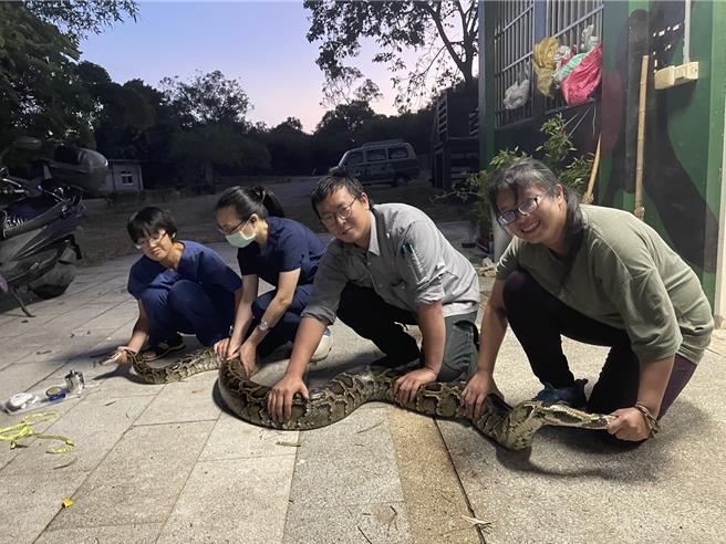 經獸醫檢查、測量，確認這條緬甸蟒為公蛇，長達3.5米、重約26公斤，且未植入過晶片，身長、體重皆創近年發現之野生個體紀錄。(圖／金門野保協會提供)