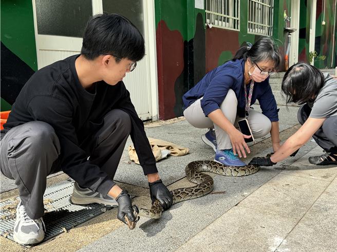 金門地區今日又捕獲一條長達2.25米的緬甸公蟒，顯示近期蛇類活動仍頻繁，提醒民眾於野外活動時多加注意。(于家麒攝)
