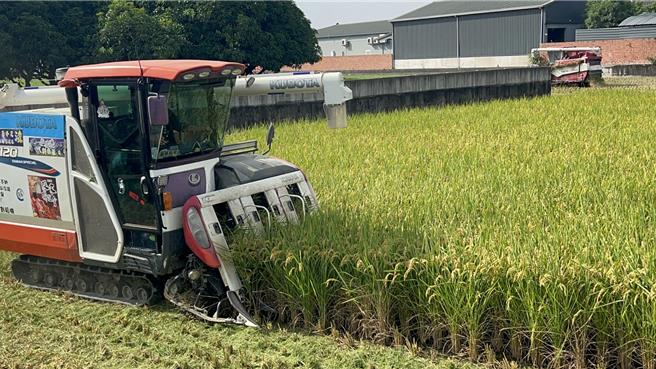 今年二期稻作开花期遇上山陀儿颱风，即将收割又遇上康芮颱风，云林稻农忙抢收割。（周丽兰摄）