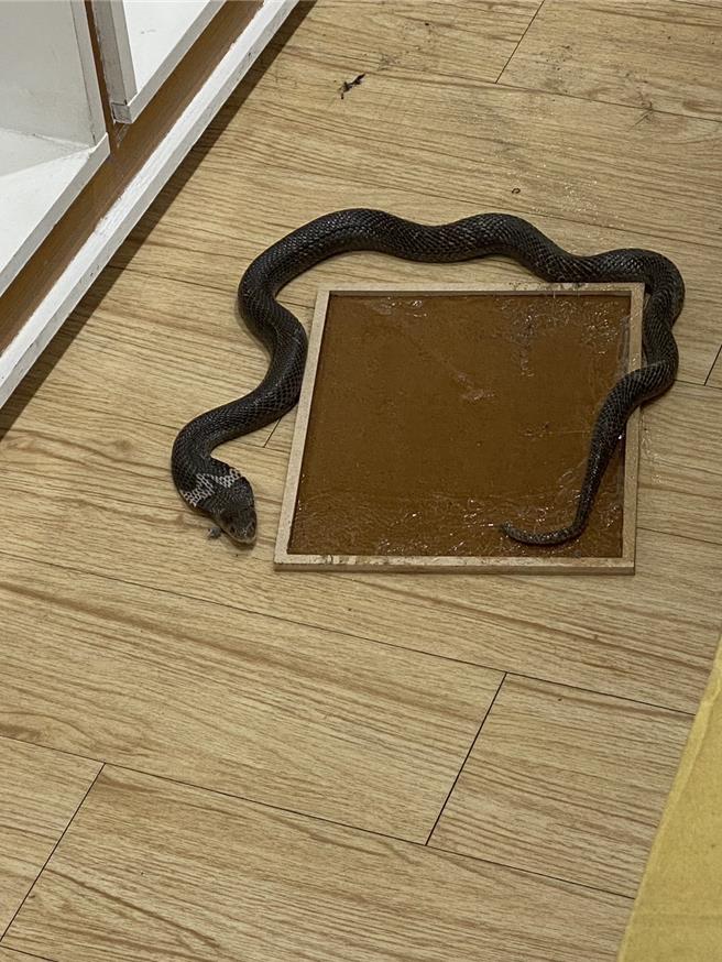 台中市逢甲商圈惊见眼镜蛇。（民眾提供）