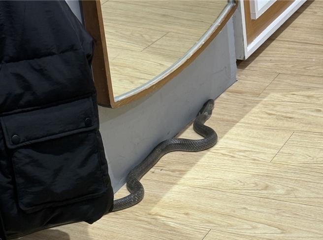 台中市逢甲商圈惊见眼镜蛇。（民眾提供）