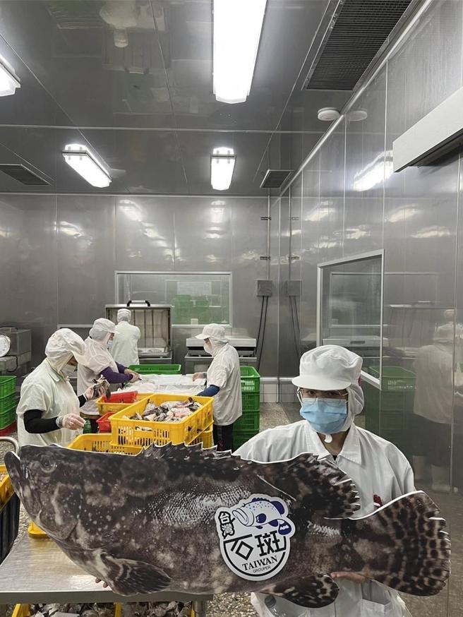 水产加工厂处理养殖龙虎斑情形。图／农业部