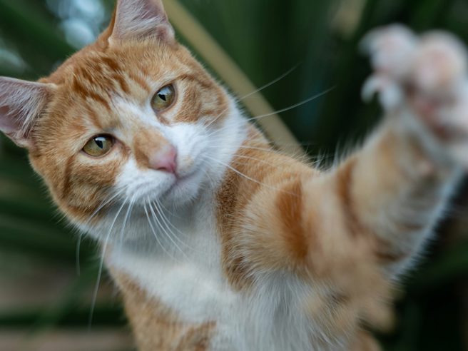 貓是很有好奇心的動物，總是喜歡用爪子探索眼前的物品。(圖/shutterstock)