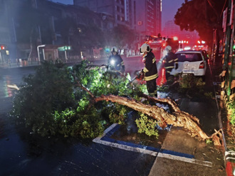 北市3米巨樹不抵強風倒塌  2騎士險遭壓自摔受傷