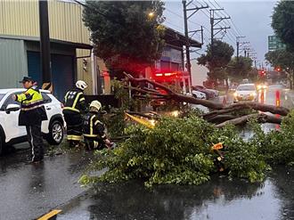 強颱康芮風雨猛烈 桃園八德路樹連根拔起躺路中