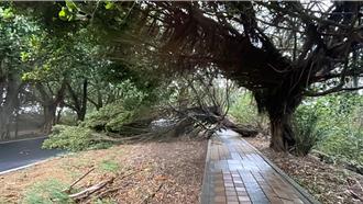 康芮颱風強烈來襲 雲林154縣道崙背綠色隧道再傳樹倒