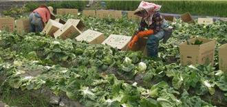 康芮颱風來襲！彰化菜價飆漲 青葱每公斤近230元