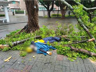 公園處人員搶災遭樹枝砸傷 北市府呼籲：以自身安全為重