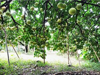 白柚最佳採收期遭康芮攪局 農民無奈嘆：留口飯吃