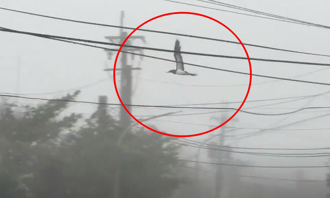 影》不畏強颱康芮 台東鳥兒逆風飛翔 悽慘墜地「倒退嚕」