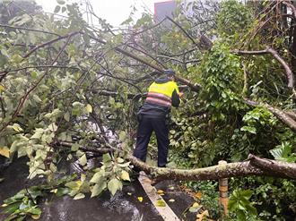 康芮強颱襲台！桃園龍潭路樹倒塌交通中斷  警方緊急疏導
