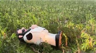 康芮強風發威！池上稻穀泡水 「伯朗爺爺」躺平稻田中