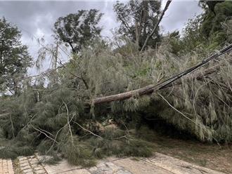 康芮吹斷小金門路樹壓電纜線 台電緊急鋸樹排除