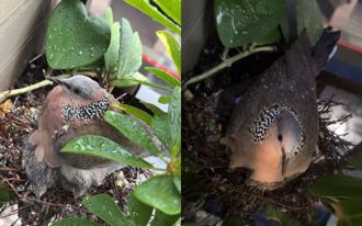 颱风天最温暖羽翼！斑鸠妈妈护孩 「片刻不离」 任雨水淋湿身