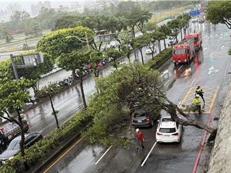 康芮颱風強勁風勢 南桃園路樹倒塌、遮光罩吹掀砸車