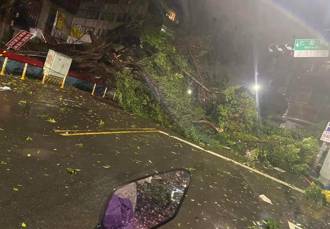 三重逾40年大樹「不敵康芮」倒塌橫躺 目擊民眾：很捨不得