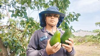 颱风逼近 云林稻、台南酪梨抢收