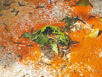 雲林 上萬隻斜紋夜盜蟲 入侵社區