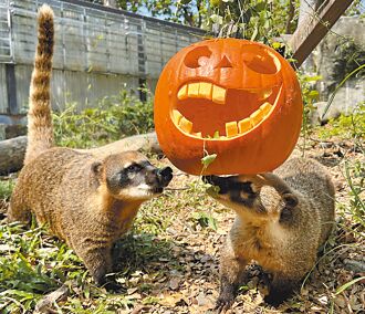 壽山動物園搞鬼 上演南瓜爭霸戰