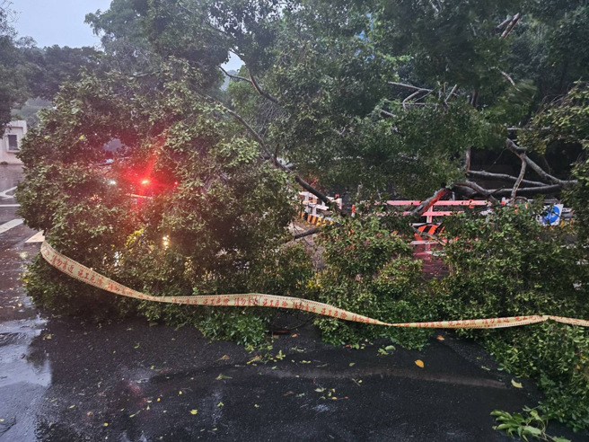 强颱康芮发威！北市内湖往士林方向「6米高树干倒塌」， 红绿灯被压地上。（图 / 刘咏韵翻摄）