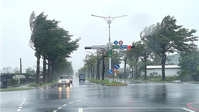 台東市行道樹被強風吹得左搖右晃。（蕭嘉蕙攝）