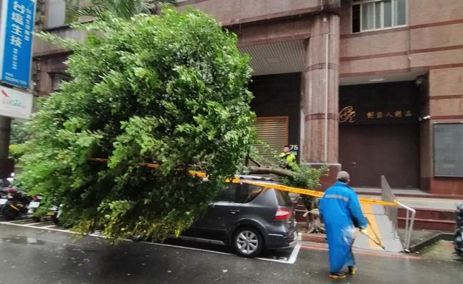 中和區安平路上午有路樹倒塌。（警方提供）
