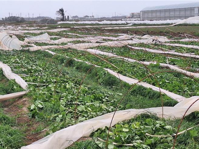 台南市北門區一早雖然雨勢小，但風力驚人，約有40公頃的洋香瓜田，受到強風吹襲，隧道棚遭吹毀。（陳國庸提供／張毓翎台南傳真）