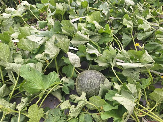 洋香瓜的隧道棚架被風吹破、掀倒，枝條也吹斷，可能會影響果實的生長。（陳國庸提供／張毓翎台南傳真）