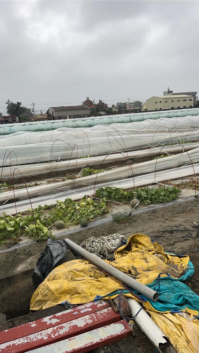 北門區長張政郎表示，洋香瓜田上午傳出災情，至於實際受損面積，待颱風過後會彙整統計。（北門區公所提供／張毓翎台南傳真）