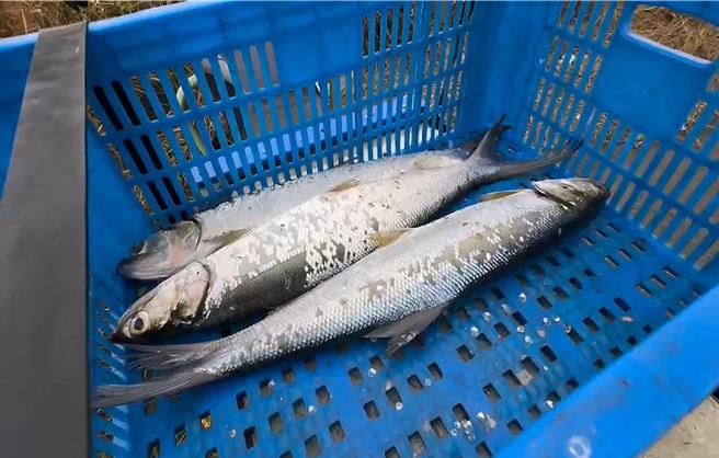 彰濱工業區線西區沿海有3名老伯頂著強風大浪撒網捕魚。（孫英哲攝）