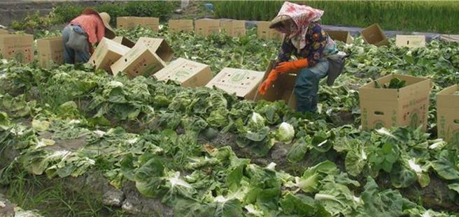 平地高麗菜在一星期前已開始採收，會對平抑菜價有所助益，但後續菜價是否會上漲，仍要看康芮颱風對產地蔬菜造成的影響而定。（民眾提供／葉靜美彰化傳真）