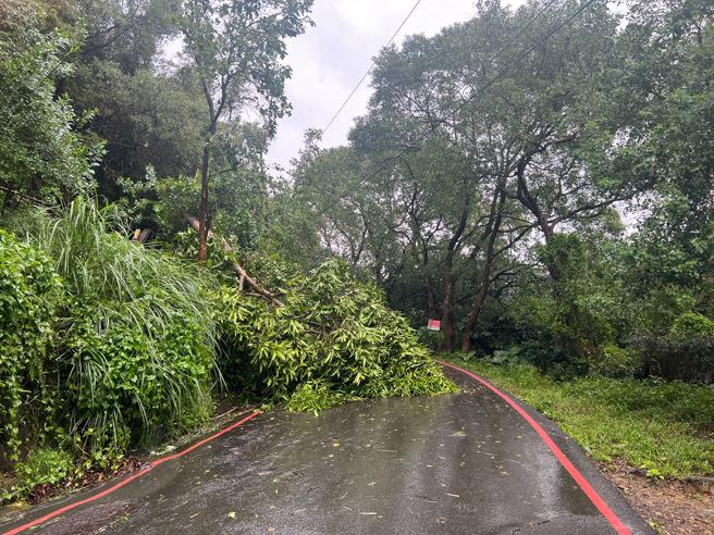 桃園三聖路51巷路樹倒塌。（圖警方提供／簡銘柱翻攝）