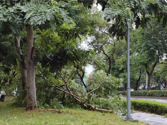 嘉义市联外道路有路树被风吹断倒塌，市长黄敏惠吁民眾勿停车在树下。（廖素慧摄）