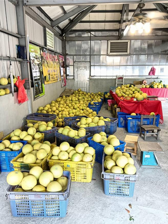 因康芮颱風來襲，二水鄉果農加緊採收已成熟的白柚。（藍瑞卿提供／葉靜美彰化傳真）