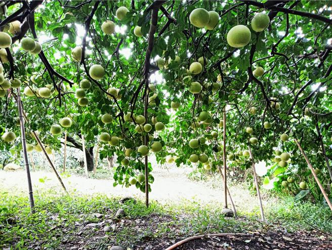 為因應康芮颱風來襲，果農加強防護工作，把較不牢固、或結果較多而較重的樹枝，以竹竿撐起，並以繩子加以綁緊。（藍瑞卿提供／葉靜美彰化傳真）