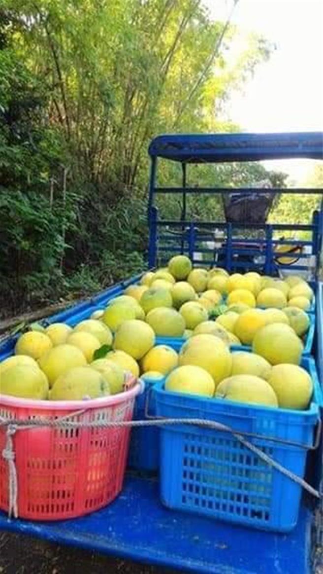 農民利用前兩天天氣好，加緊採收熟度夠的大白柚 。（藍瑞卿提供／葉靜美彰化傳真）