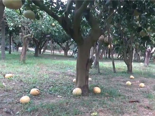 西施柚属于「在欉红」才能採收的水果，风灾造成还未成熟的西施柚落果，果农只能含泪丢掉。（陈姓果农提供／孙英哲彰化传真）