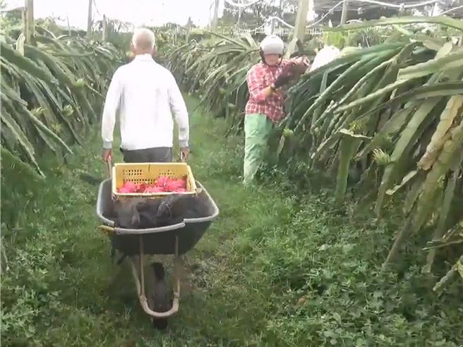 果农黄金田虽扭伤脖子，但仍与妻子到果园抢收红龙果。（民眾提供／孙英哲彰化传真）