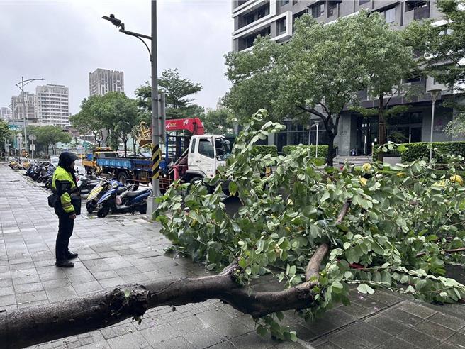 新莊榮華路一段發生路樹遭強風吹倒的意外。（警方提供）