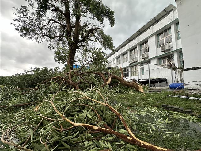 強颱康芮發威，台東豐榮國小校樹倒。（蔡旻妤攝）