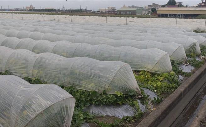 后壁区长李至彬说，相较沿海的北门区有洋香瓜田棚架因强风吹翻，后壁区因位处内陆、风势小，加上土质关系，果农们稍早回报无损害。（后壁区公所提供／张毓翎台南传真）
