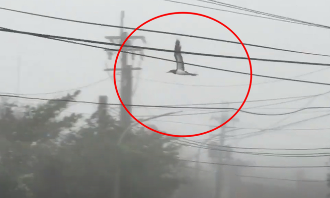 不畏強颱康芮！台東鳥兒逆風飛翔，不敵強風悽慘墜地。