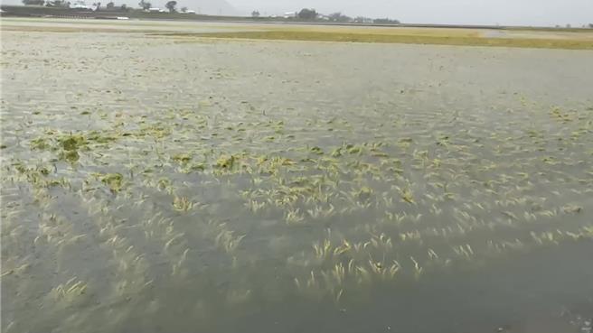 台東池上即將收割的稻田變水池。（讀者提供／蔡旻妤台東傳真）
