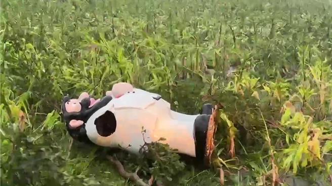 池上伯朗爺爺人偶被迫躺平。（讀者提供／蔡旻妤台東傳真）